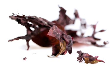 The Story Behind our Red Dulse – Professional Formulas